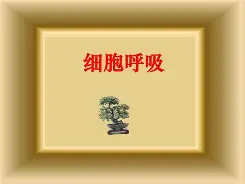 爱游戏体育平台 -包含5M(